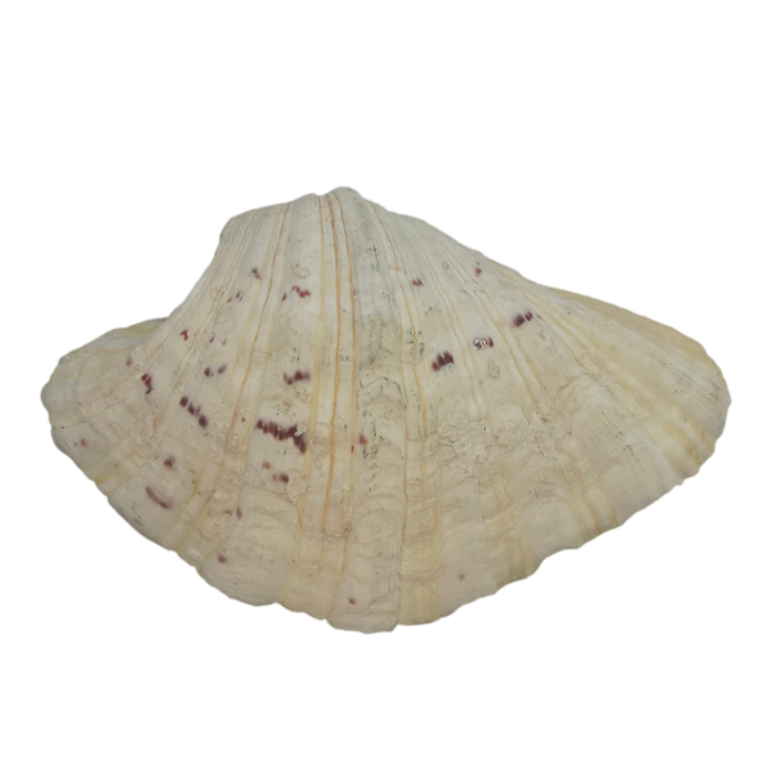 Large Muscle Shell