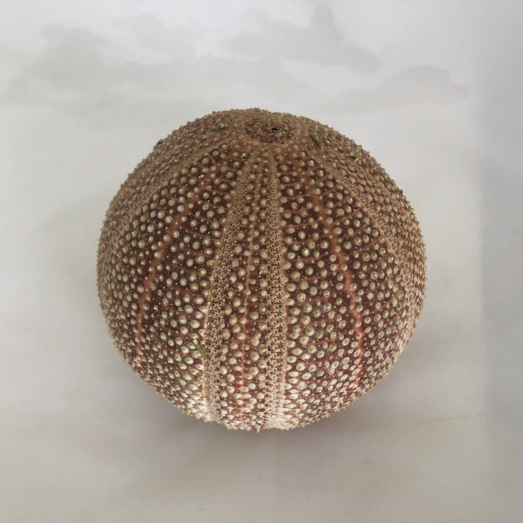 Natural Sea Urchin