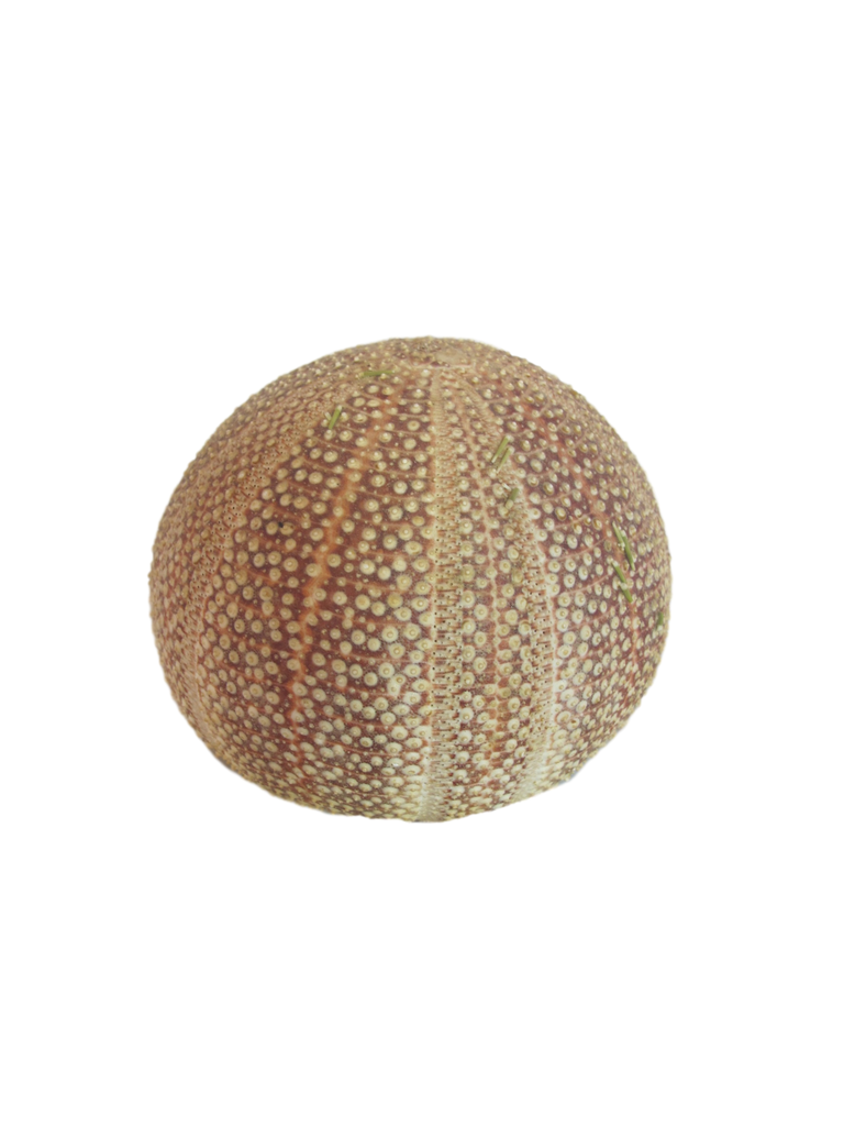 Vintage Sea Urchin